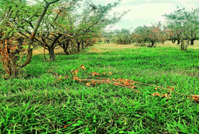 باغ کشاورزی در روستای فولاد محله با ۳۰۰ اصله درخت مختلف
