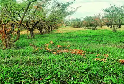 باغ کشاورزی در روستای فولاد محله با ۳۰۰ اصله درخت مختلف