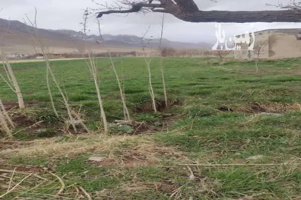 زمین باغی یک هکتاری در روستای اسکان - تصویر 4