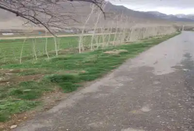 زمین باغی یک هکتاری در روستای اسکان