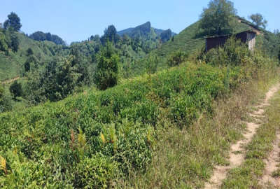فروش فوری زمین با منظره کوه و هوای ناب کوهستانی روستای سطلسر