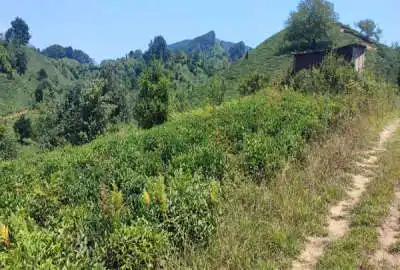 فروش فوری زمین با منظره کوه و هوای ناب کوهستانی روستای سطلسر