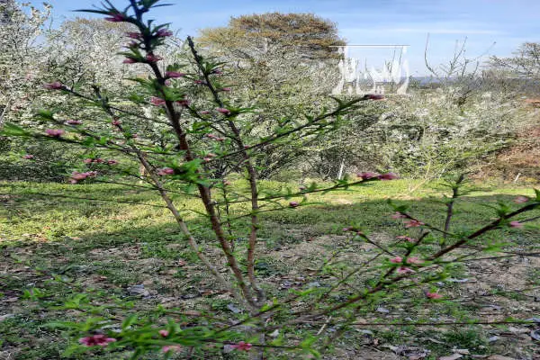 زمین زراعی در فاصله کم تا بافت روستای پهنه کلا - تصویر 4