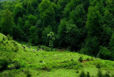 زمین باغی شصت کلا پشت دانشگاه علوم پزشکی
