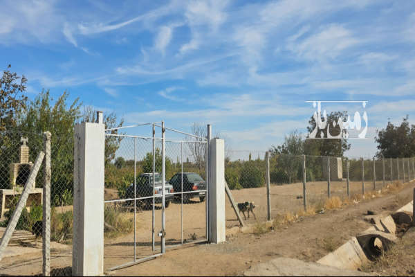 یک هکتار باغ انگور بیدانهگردو پیوندی بادام خوشه ای-1