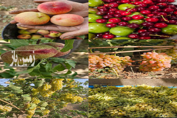 یک هکتار باغ انگور بیدانهگردو پیوندی بادام خوشه ای-4