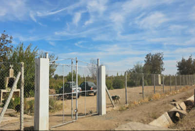 یک هکتار باغ انگور بیدانهگردو پیوندی بادام خوشه ای