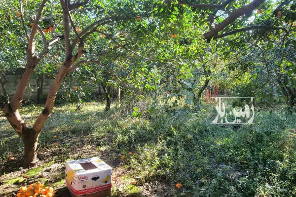 زمین مسکونی حسین آباد لیتکوه دارای درختان مرکبات و دیوارکشی - تصویر 2