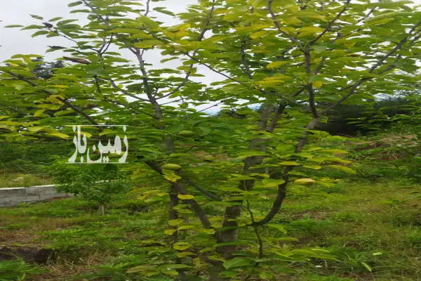 زمین در روستای خاصکول با سند تک برگ در منطقه ییلاقی - تصویر 4