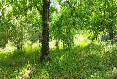 زمین در روستای خاصکول با سند تک برگ در منطقه ییلاقی