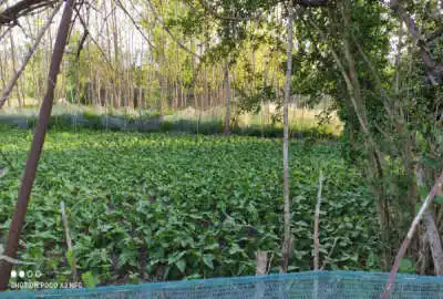 زمین مسکونی روستای بالا محله نالکیاشر