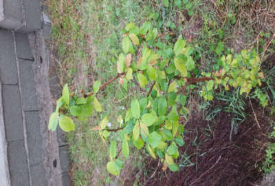 زمین روستای بنکده خیابان نوروزی دویست متر
