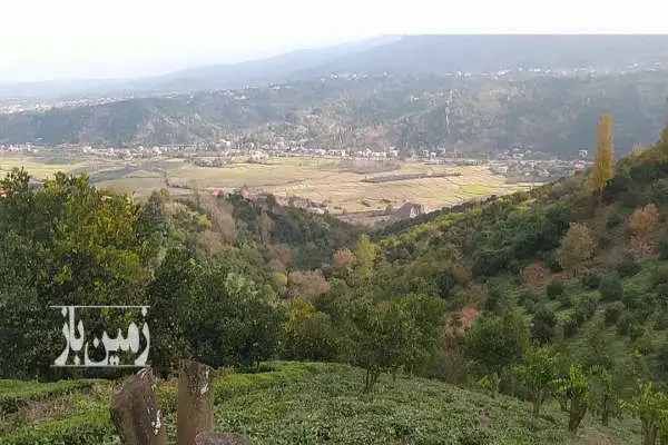 باغ پرتقال وچای ۷۵۰ متر طرح هادی رودسر - تصویر 3