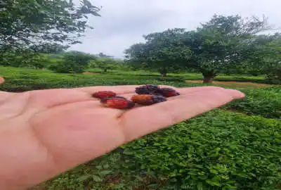 زمین روستایی ۲۵۰ متر در چلاسر سلیمان آباد شهرکی با ویو دریا و جنگل