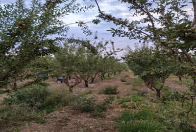باغ بادام ده ساله ۱۵۰ درخت همگی زیر بار با حق آبه