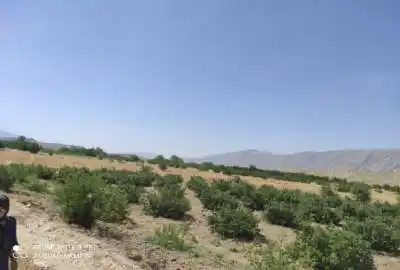 باغ با قیمت مناسب در شبانکاره میمند