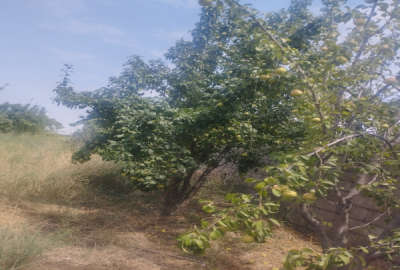 زمین به مساحت ۱۷۰۰۰ متر در روستای داشلی سفلی