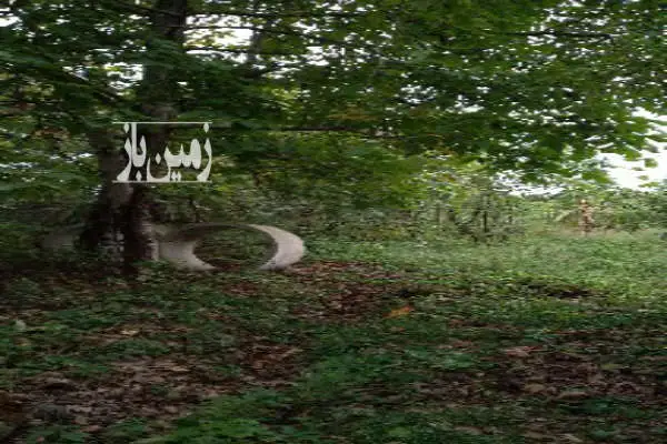 زمین به متراژ ۲۵۰۰ متر در خطبه سرا - تصویر 2