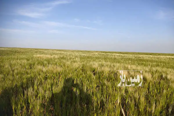 ۸ هکتار زمین کشاورزی جاده آقلا به گمیشان - تصویر 2