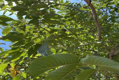 ۳۶۱ متر زمین در روستای امام عبدالله