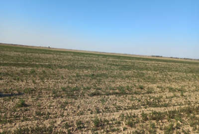 ۱۲۵هکتار زمین کشاورزی سندتک برگ دارای ۳ حلقه چاه عمیق و پروانه