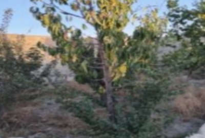 باغ در روستای جم عاب گلبهار ۴۸۰ متری