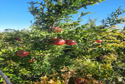 باغ ۲۰ هکتاری روستای امامده با کلیه امکانات