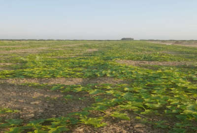 زمین کشاورزی جاده دریا بعداز روستای نوذرآباد