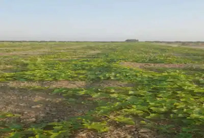 زمین کشاورزی جاده دریا بعداز روستای نوذرآباد