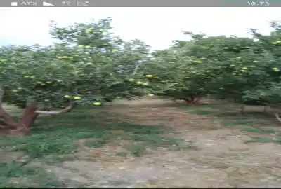 ۱۰۰۰ متر باغ کشاورزی چنار شرق با محصولات میوه فراوان