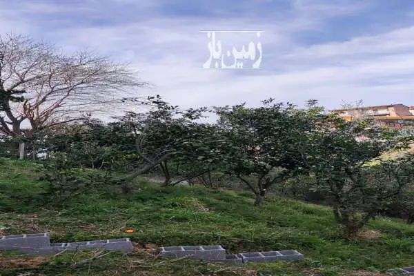 زمین مسکونی واقع در مازو پشته چالوس ۳۰۰ متر - تصویر 4