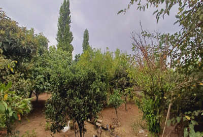 زمین باغی دارای موقعیت عالی و بسیار زیبا روستای محمودآباد