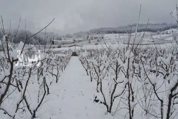 باغ هلو ۸ ساله با سند مالکیت روستای خیر اباد نکا ۵۰۰ متر - تصویر 4