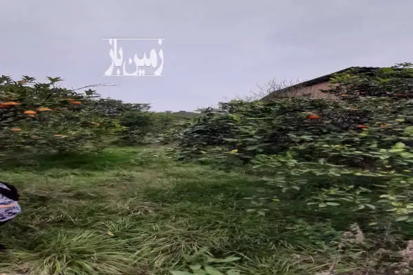 زمین کشاورزی ۱۸۰ متر در شهر قائمشهر روستای میانرود - تصویر 2