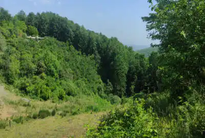 زمین ۸۰۰۰ متر در حاتم سرای تنکابن تفکیک شده