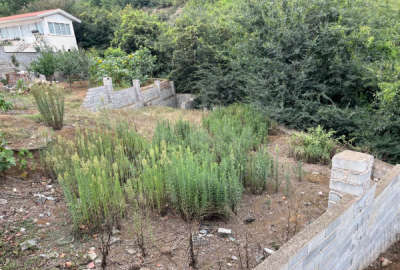 زمین تجاری مسکونی ۲۶۶ متری روستای پردنگون مرزن آباد