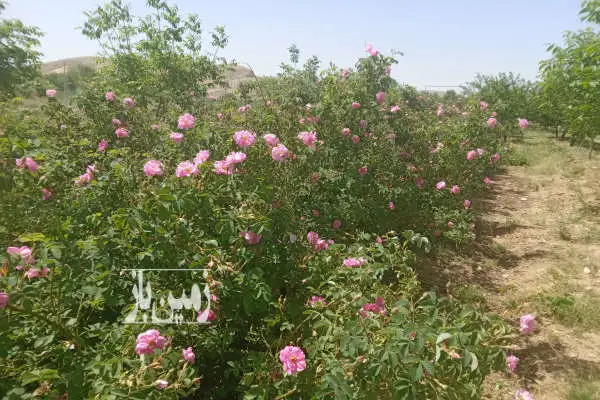 باغ گردو درختان ۸ساله فنس کشی شده سند تک برگ دارای سهمیه اب - تصویر 2