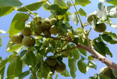 باغ گردو درختان ۸ساله فنس کشی شده سند تک برگ دارای سهمیه اب