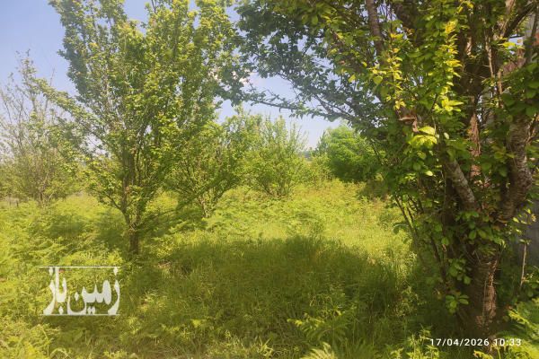 زمین کشاورزی باغی بابلکنارجاده گنج افروز سه راه شیردارکلا روستای گونکلا-2