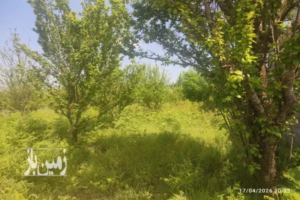زمین کشاورزی باغی بابلکنارجاده گنج افروز سه راه شیردارکلا روستای گونکلا - تصویر 2