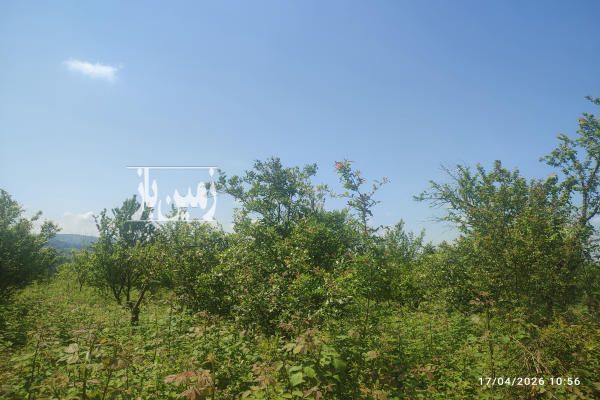 زمین کشاورزی باغی بابلکنارجاده گنج افروز سه راه شیردارکلا روستای گونکلا-4