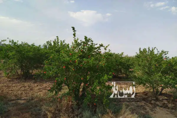 باغ ۲۰۰۰ متر در روستای آسیابک بند درخت انار - تصویر 3