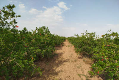 باغ ۲۰۰۰ متر در روستای آسیابک بند درخت انار