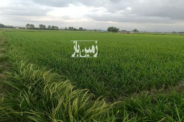 یک قطعه زمین کشاورزی شالیزاری ۵۰۰۰ متر زیر کشت - تصویر 2
