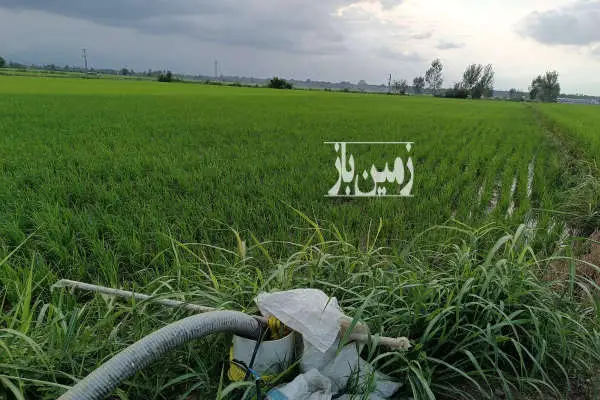 یک قطعه زمین کشاورزی شالیزاری ۵۰۰۰ متر زیر کشت - تصویر 3