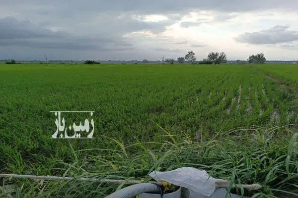 یک قطعه زمین کشاورزی شالیزاری ۵۰۰۰ متر زیر کشت - تصویر 4