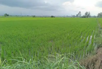 یک قطعه زمین کشاورزی شالیزاری ۵۰۰۰ متر زیر کشت