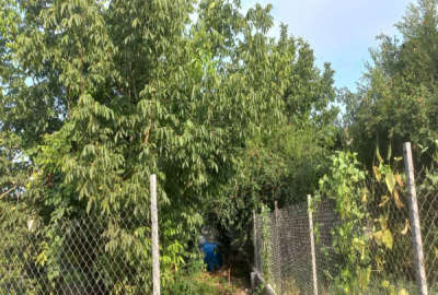 باغچه ۲۳۰ متری در جاده ساری به جویبار