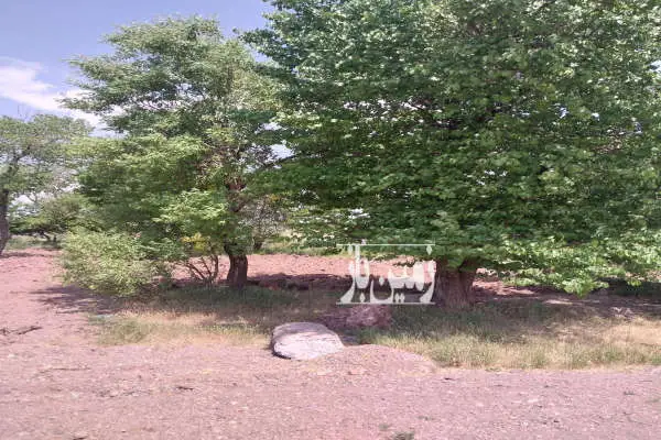 زمین ۶۰۰ متر روستای مرغزاری هفتاد کیلومتری سیرجان - تصویر 2