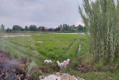زمین کشاورزی ۴۰۰ متر در روستای کنارسر
